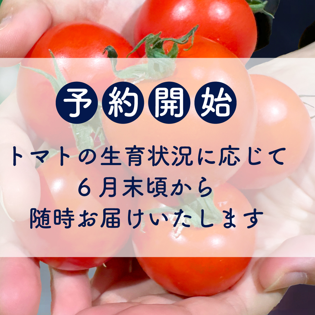 やりすぎトマト 1箱 3kg