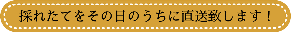 採れたてをその日のうちに直送致します！