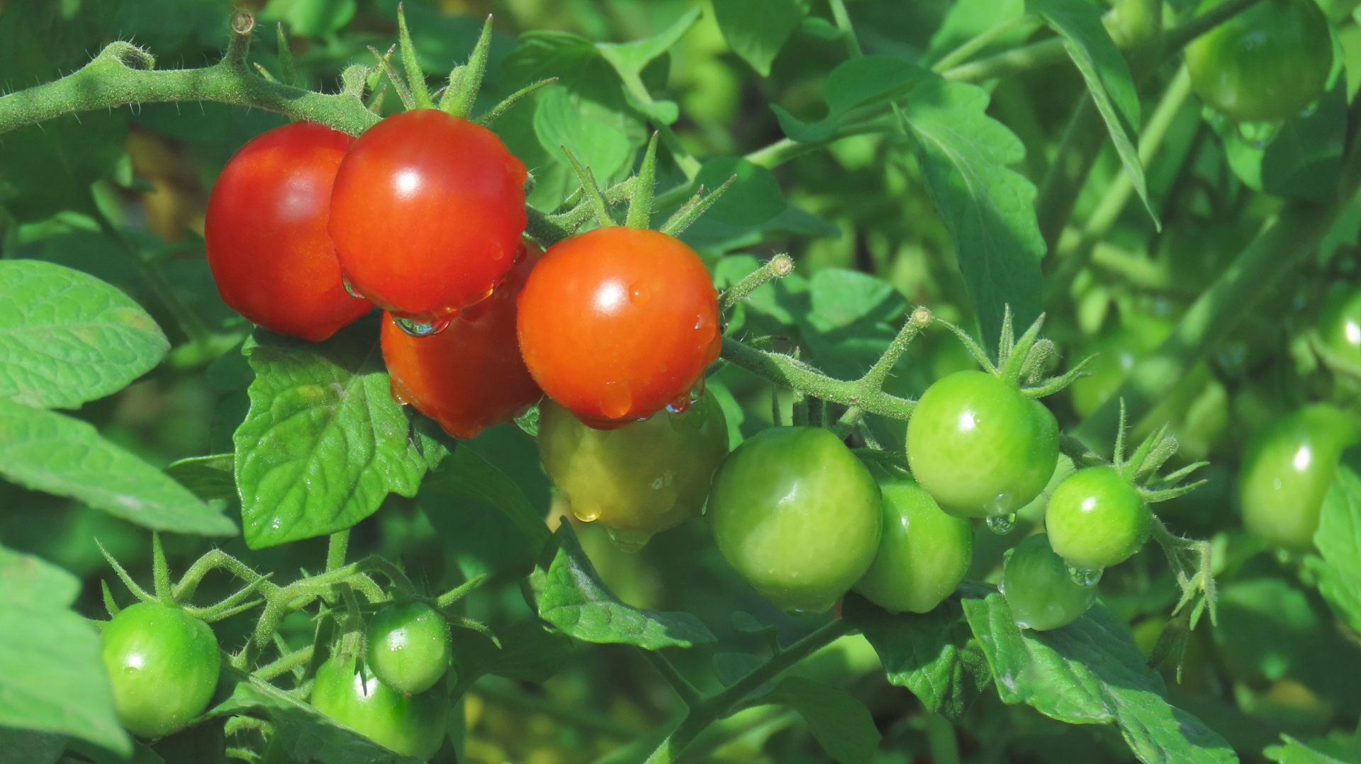 【産地直送】甘くて美味しいトマトを通販で!選び方からおすすめまで